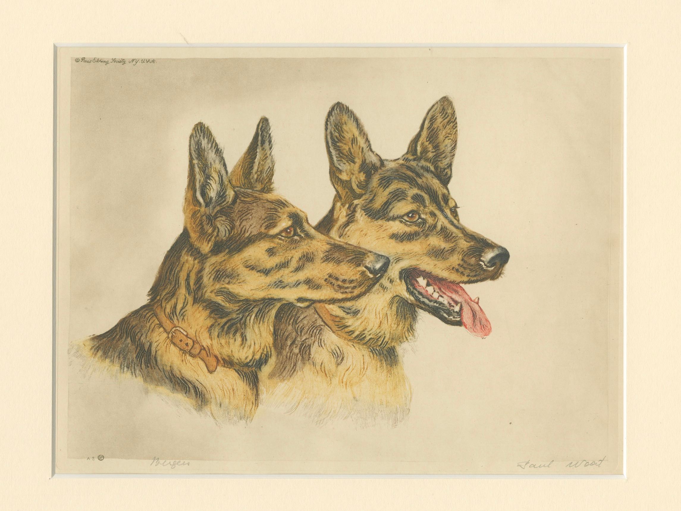 Porträt von zwei deutschen Schäferhunden - Handkolorierte Lithografie von Paul Wood, 1935 im Angebot 1
