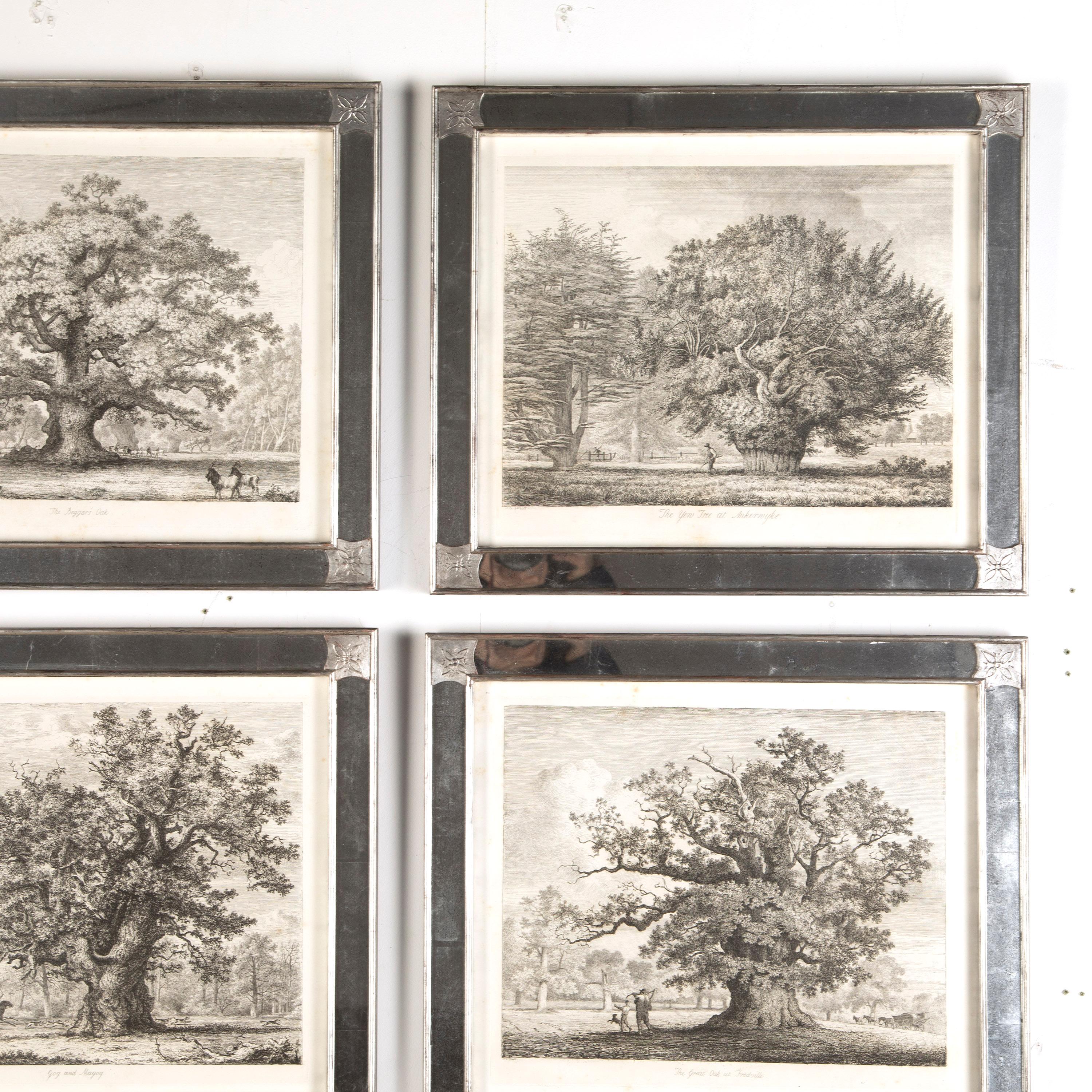 Country 'Portraits of Forest Trees' Engravings by Jacob George Strut