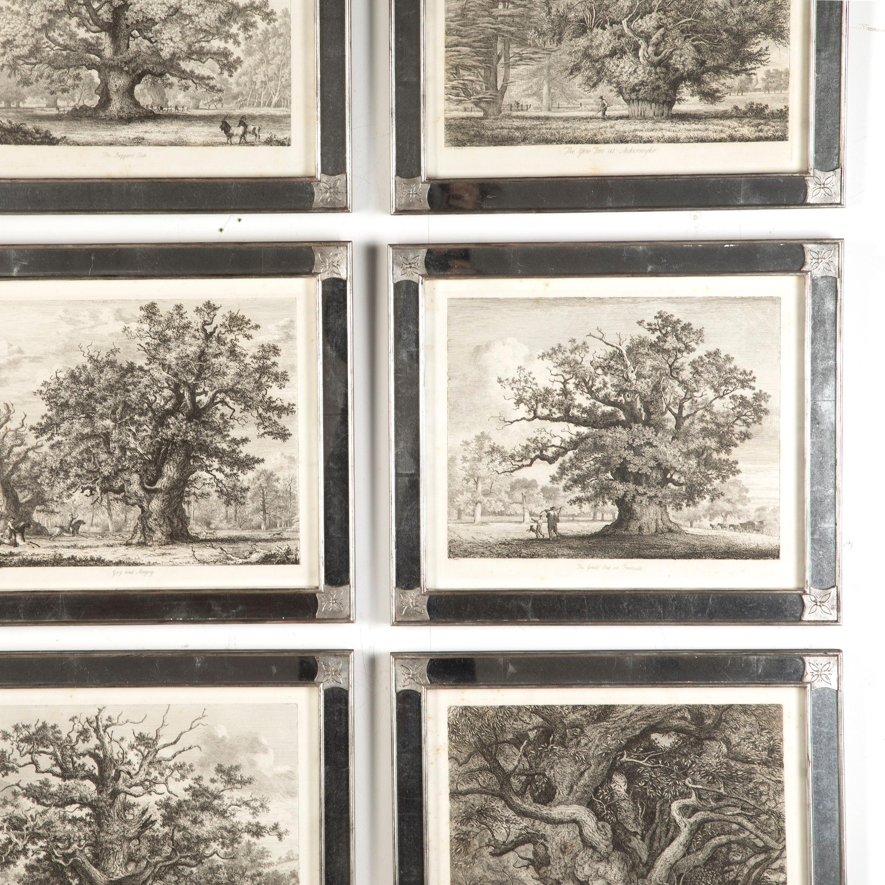 English 'Portraits of Forest Trees' Engravings by Jacob George Strut