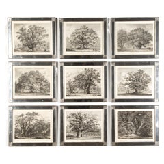 'Portraits of Forest Trees' Engravings by Jacob George Strut