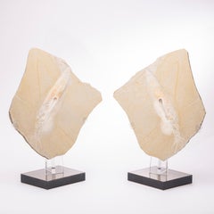 Calamaro fossile tedesco positivo e negativo montato su una base acrilica personalizzata