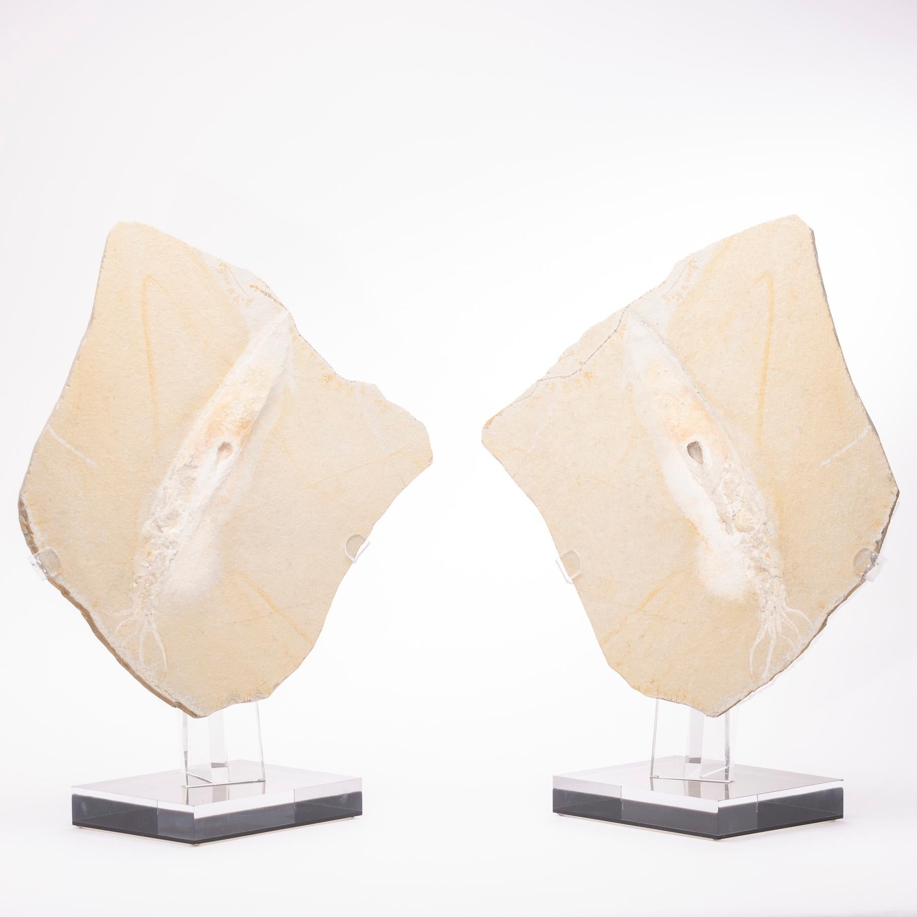 Positive and Negative German Fossil Squid Mounted on Custom Acrylic Base In New Condition For Sale In Polanco, CDMX