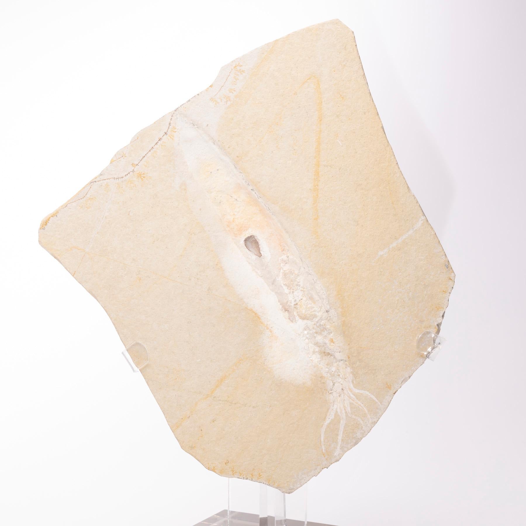 Positive und Negative deutsche Fossilschlangen aus Fossil, montiert auf maßgefertigtem Acrylsockel im Angebot 1