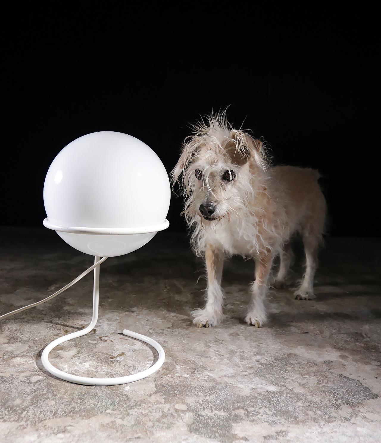 Postmodern table lamp with a white glass sphere on a Minimalist metal, white coated frame. Manufactured by Glashütte Limburg, Germany, 1970s.

Measurements: diameter 20 cm, ca 27 cm high.