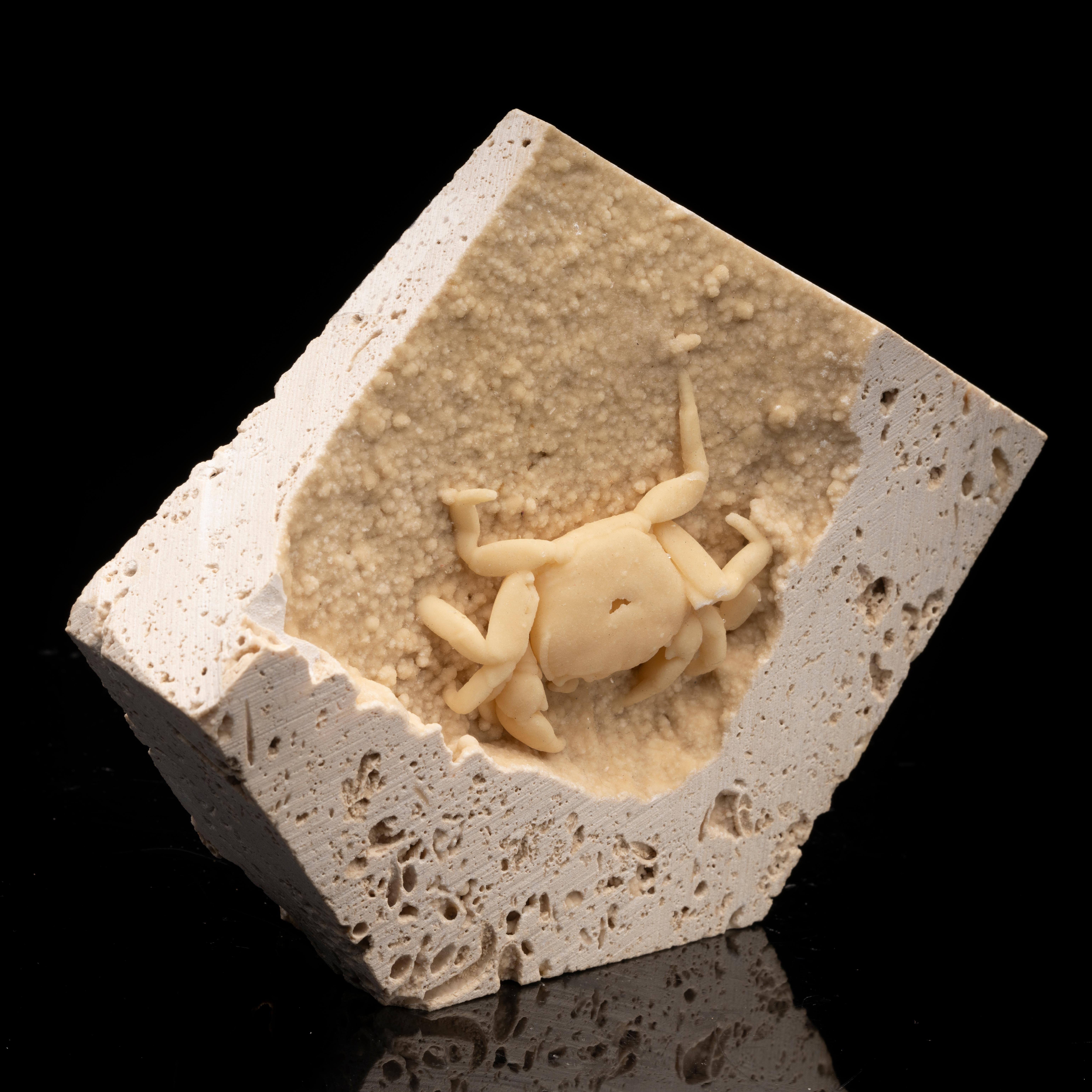 This uniquely well preserved 3D Potamon freshwater crab fossil from the Denizli Basin in Turkey is encased in white travertine, a variety of limestone often used for construction. These crabs can be discovered when the limestone is quarried. The