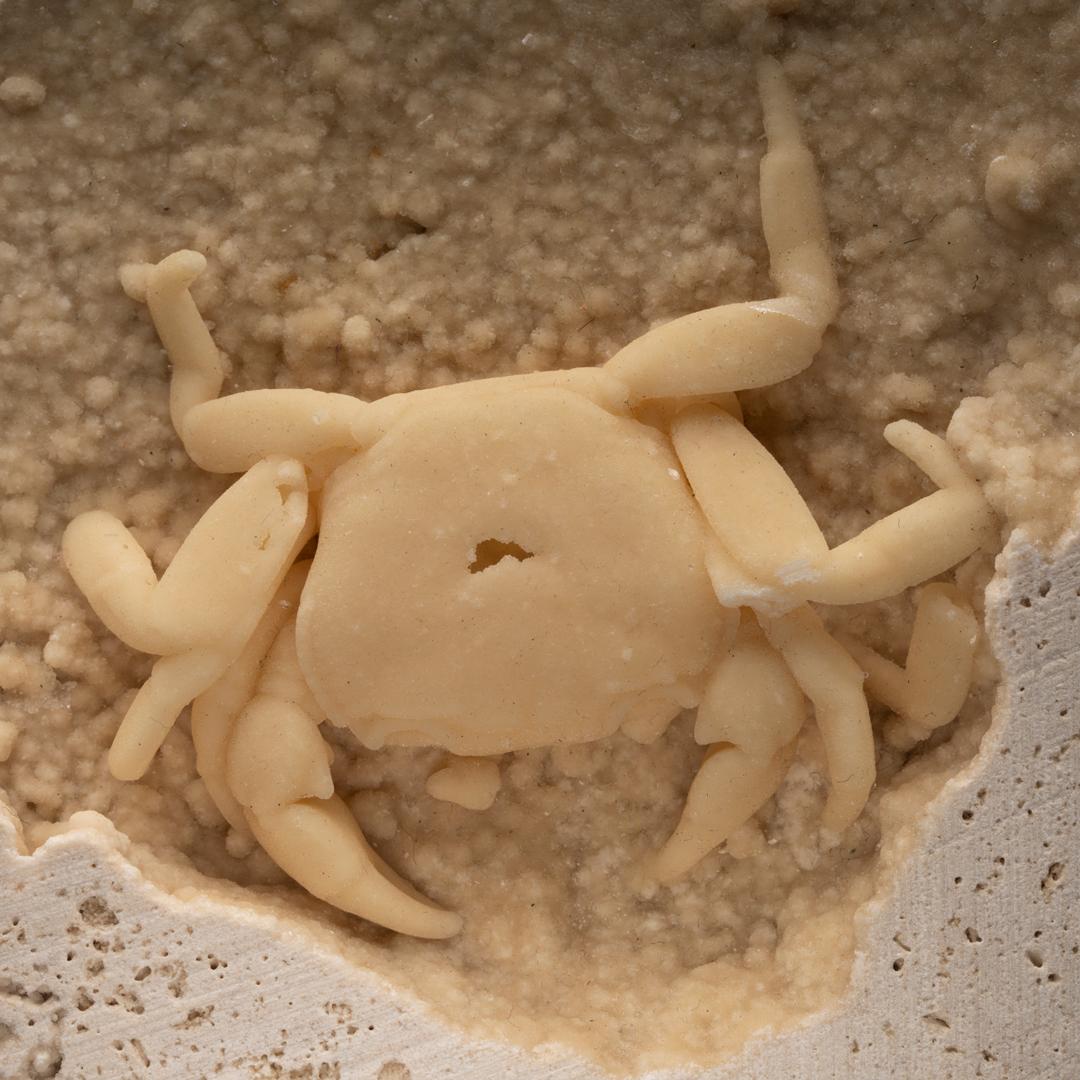 Turkish Potamon Crab in Travertine From Turkey // 1.51 Lb. // Pleistocene Epoch
