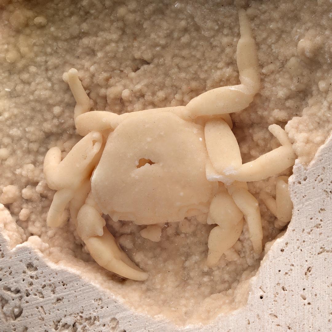 Potamon Crab in Travertine From Turkey // 1.51 Lb. // Pleistocene Epoch In Excellent Condition In New York, NY