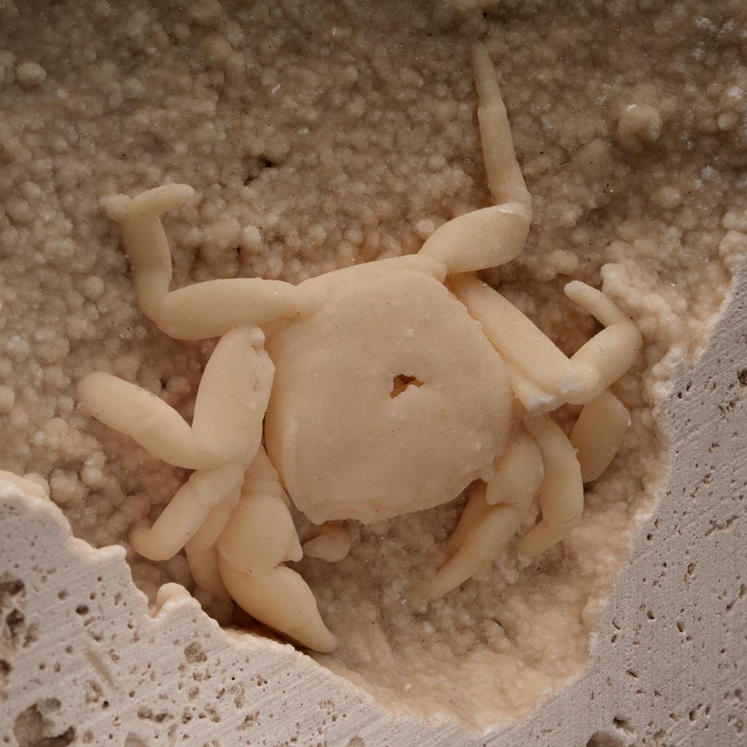 Contemporary Potamon Crab in Travertine From Turkey // 1.51 Lb. // Pleistocene Epoch