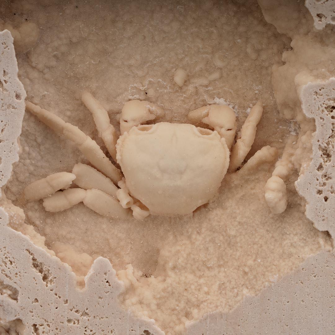 travertine crab fossil