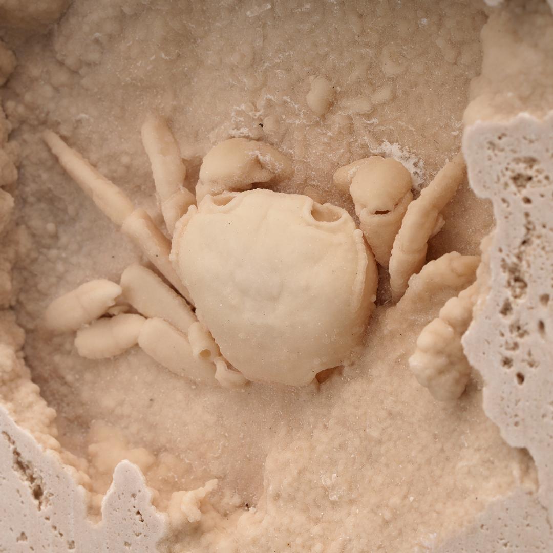 Turkish Potamon Crab in Travertine From Turkey // 2.72 Lb. // Pleistocene Epoch