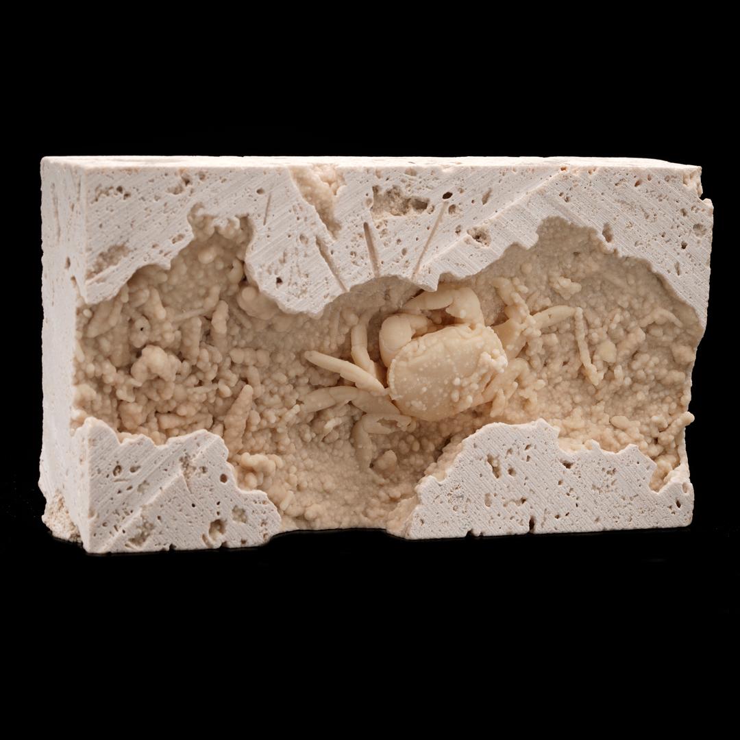 This incredibly well preserved 3D Potamon freshwater crab fossil from the Denizli Basin in Turkey is encased in white travertine, a variety of limestone often used for construction. These crabs can be discovered when the limestone is quarried. The