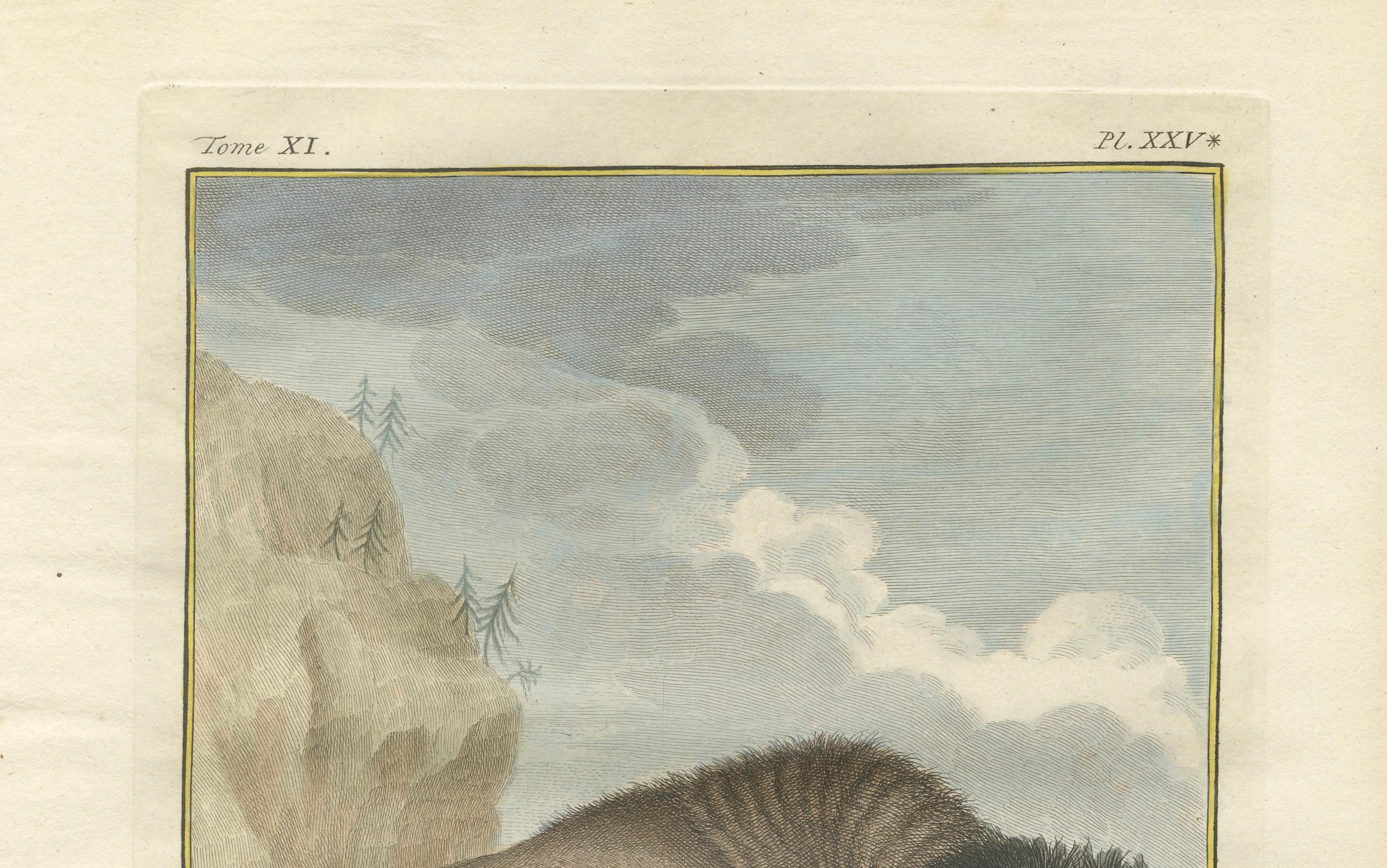  Antike Büffelgravur, Buffon Handkolorierter Druck Amsterdam 1769

Dieser hübsche handkolorierte Stich des Büffels aus dem 18. Jahrhundert mit dem Titel Le Buffle stammt aus der seltenen niederländischen Ausgabe von Buffons berühmter Histoire