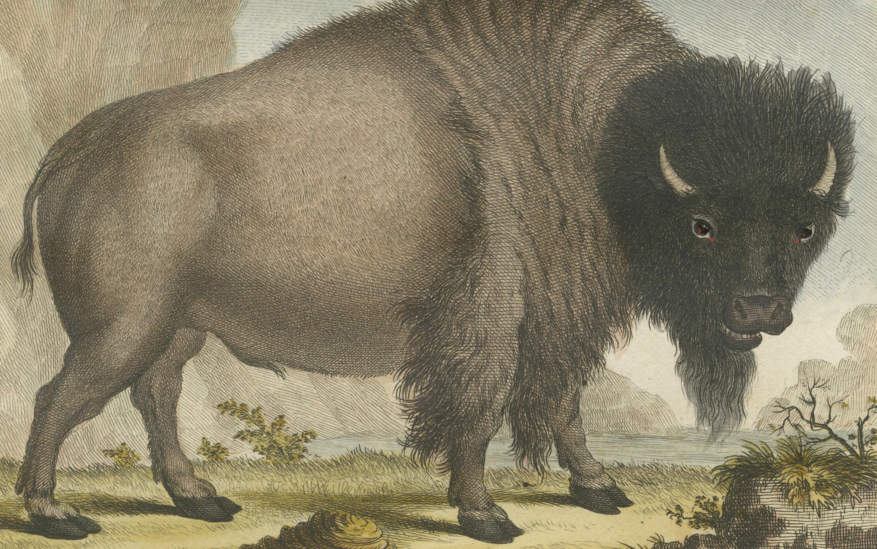 Mächtiges Wisent-Porträt aus dem 18. Jahrhundert - handkolorierter Buffon-Druck (Graviert) im Angebot