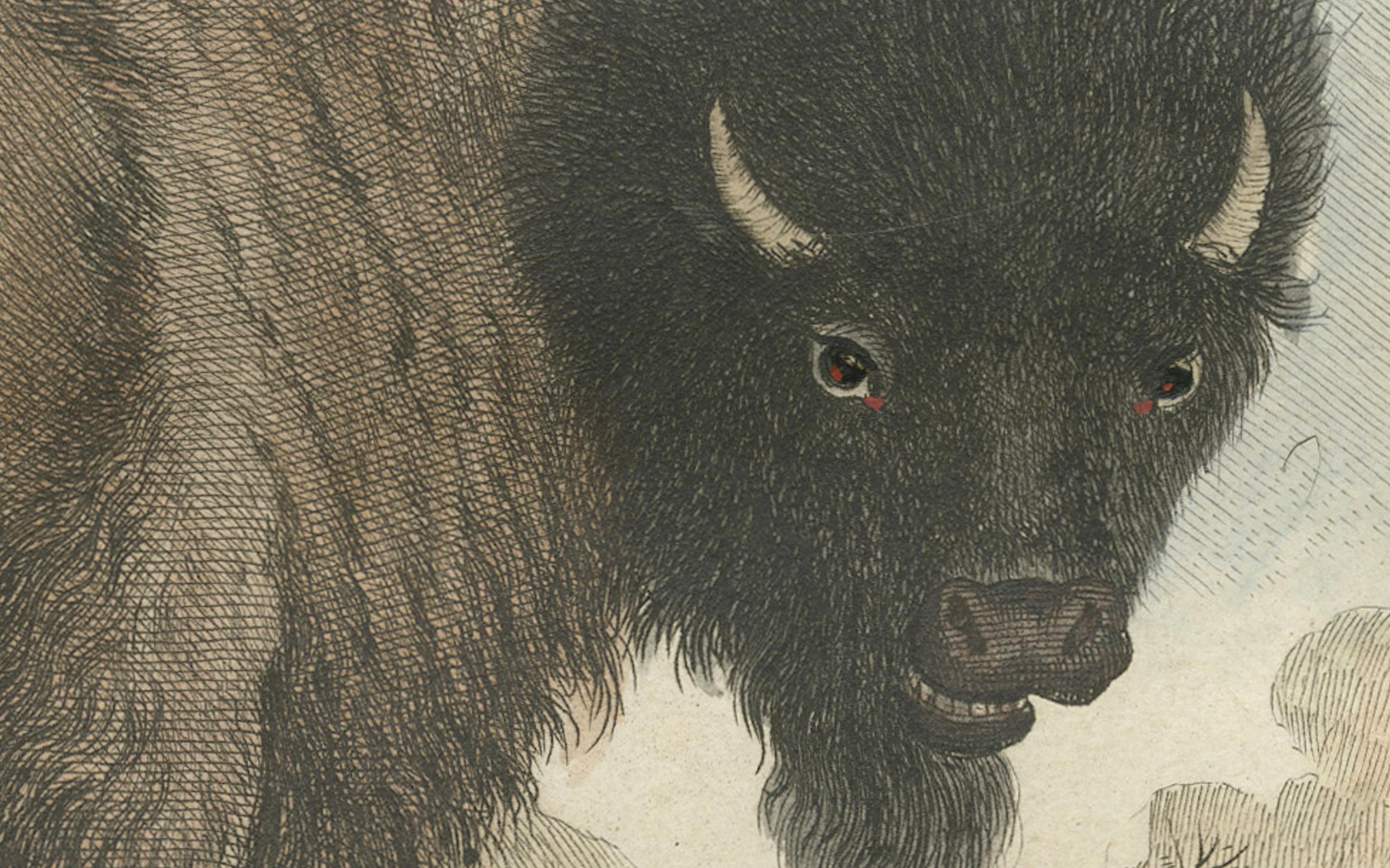 Mächtiges Wisent-Porträt aus dem 18. Jahrhundert - handkolorierter Buffon-Druck im Zustand „Gut“ im Angebot in Langweer, NL