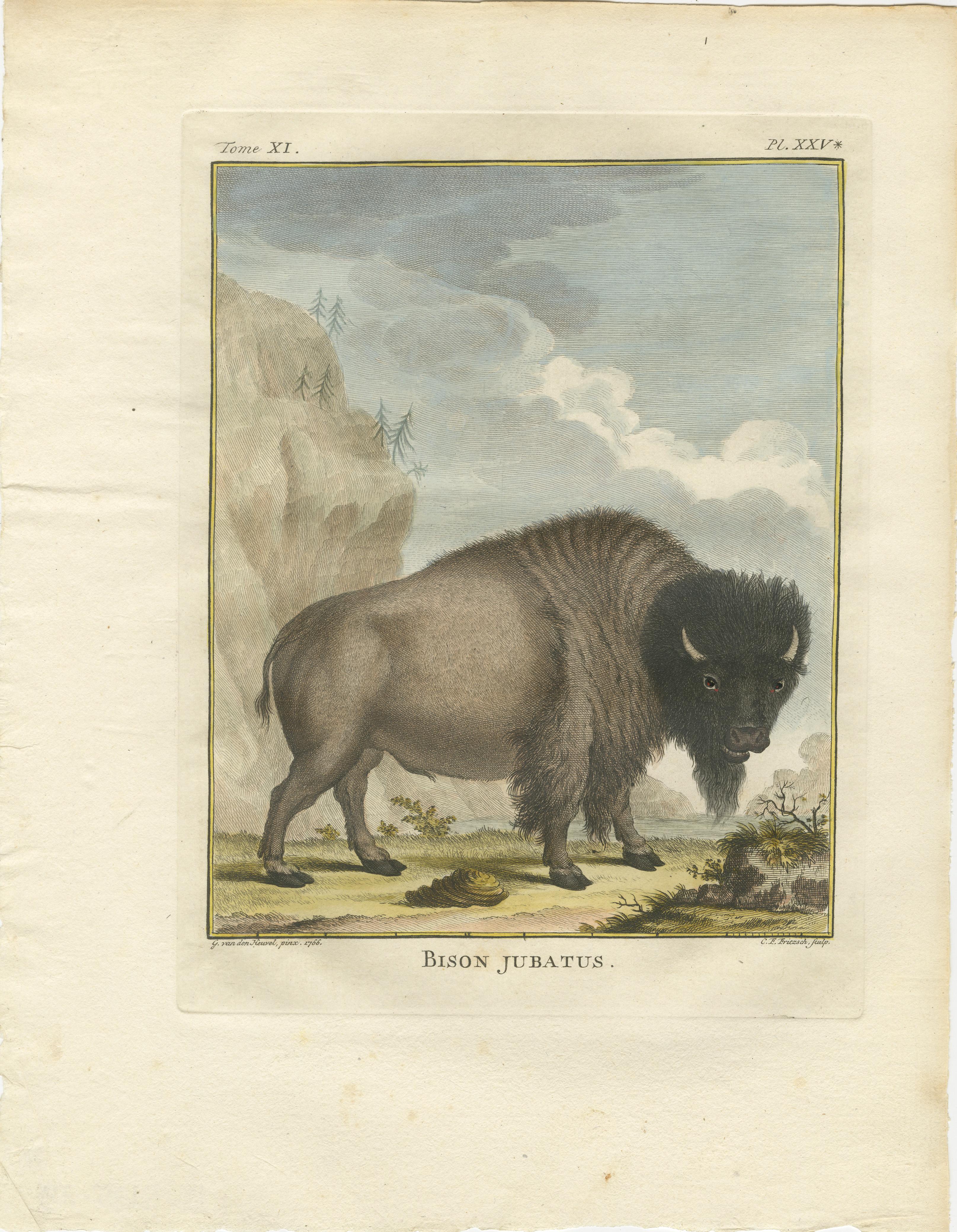 Mächtiges Wisent-Porträt aus dem 18. Jahrhundert - handkolorierter Buffon-Druck im Angebot 3