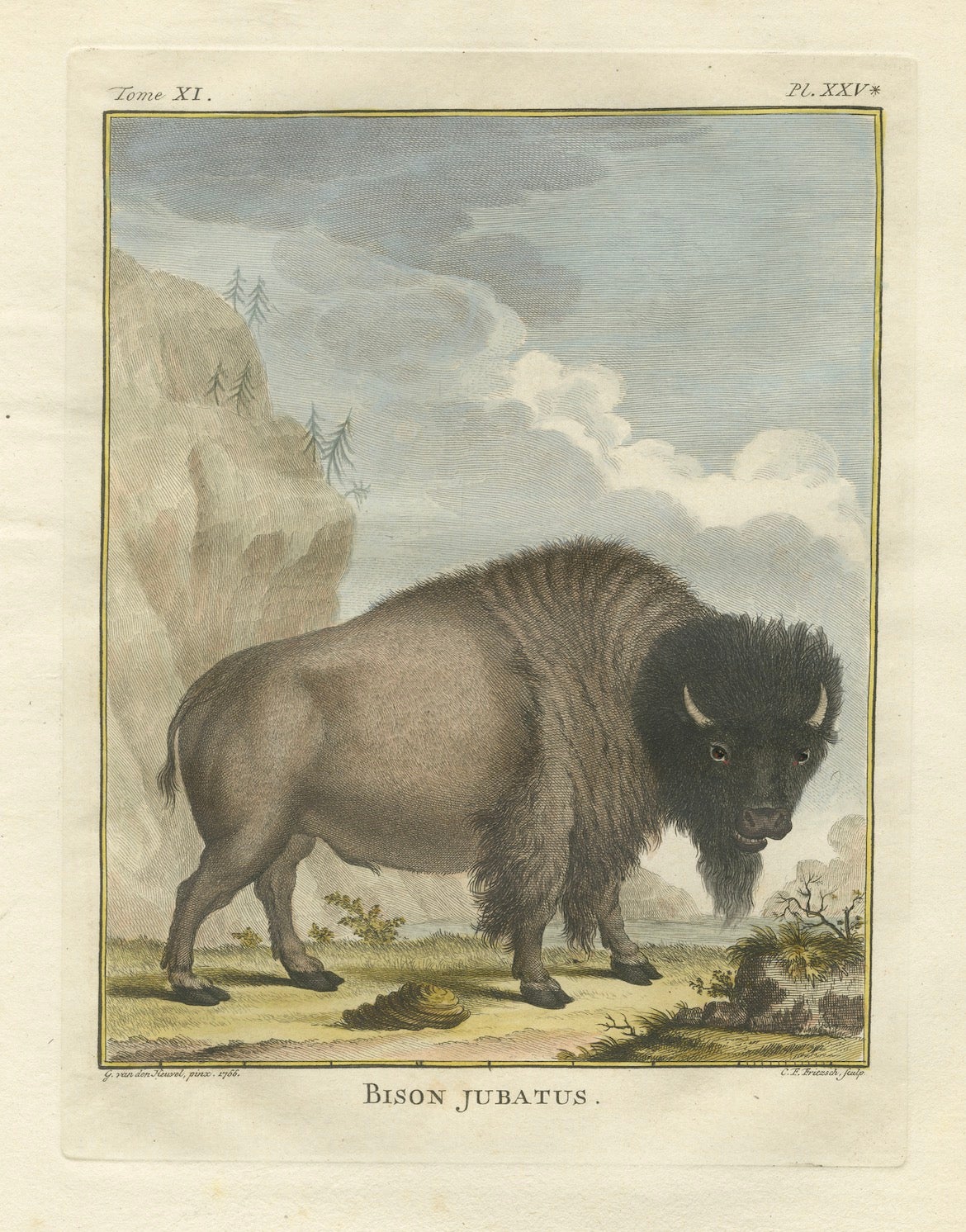 Puissant portrait de bison du XVIIIe siècle - Gravure de Buffon coloriée à la main