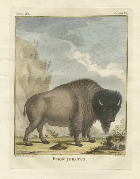 Powerful 18th-Century Bison Portrait – Hand-Coloured Buffon Print
