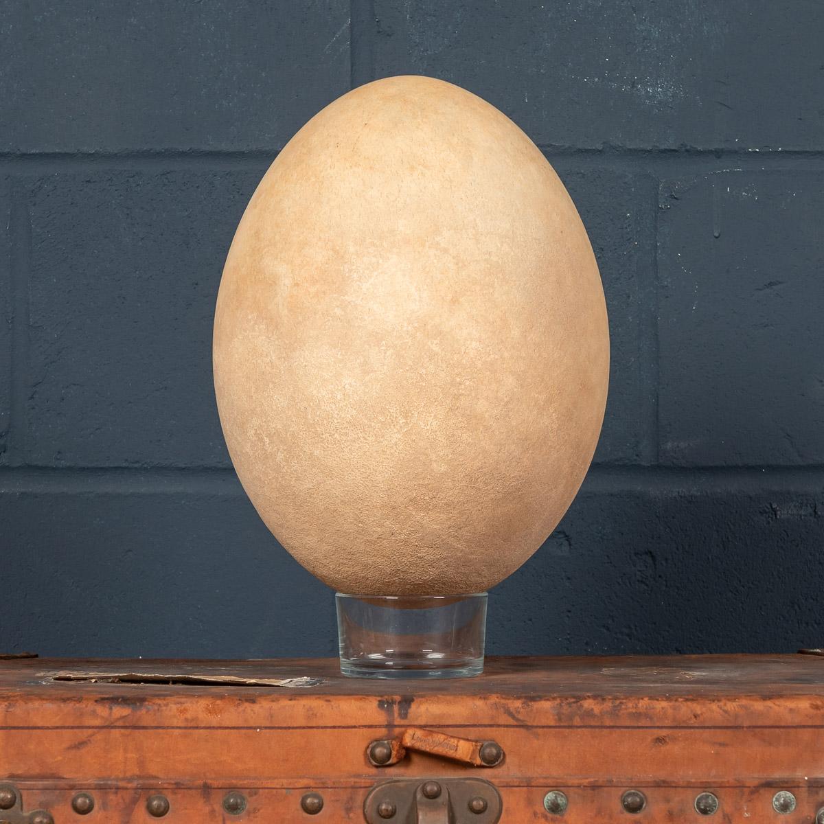 An extremely rare elephant bird egg, completely intact. The Elephant Bird, formally categorised as Aepyornis Maximus, is an enormous flightless bird native to Madagascar. Standing as high as 3.4 metres and weighing up to 500kg, the Elephant Bird was