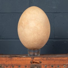 Pre-17th Century Extremely Rare & Complete Elephant Bird Egg, Madagascar