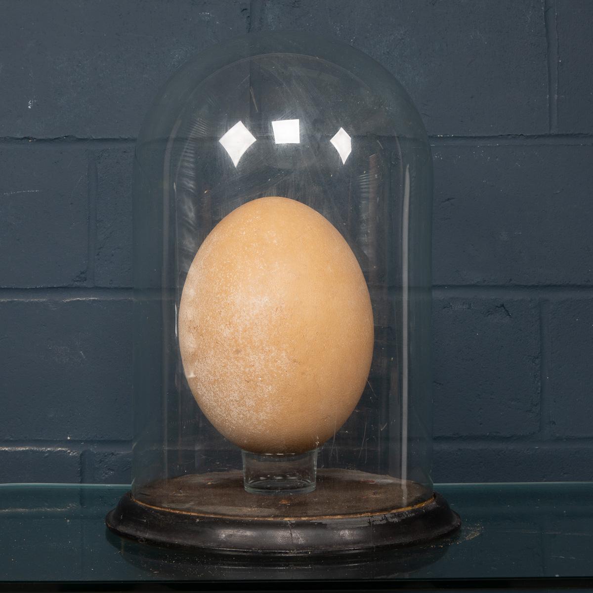 bird egg size comparison