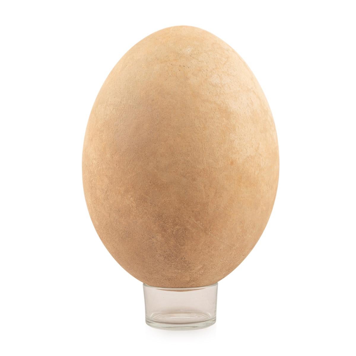 papageien eier kaufen