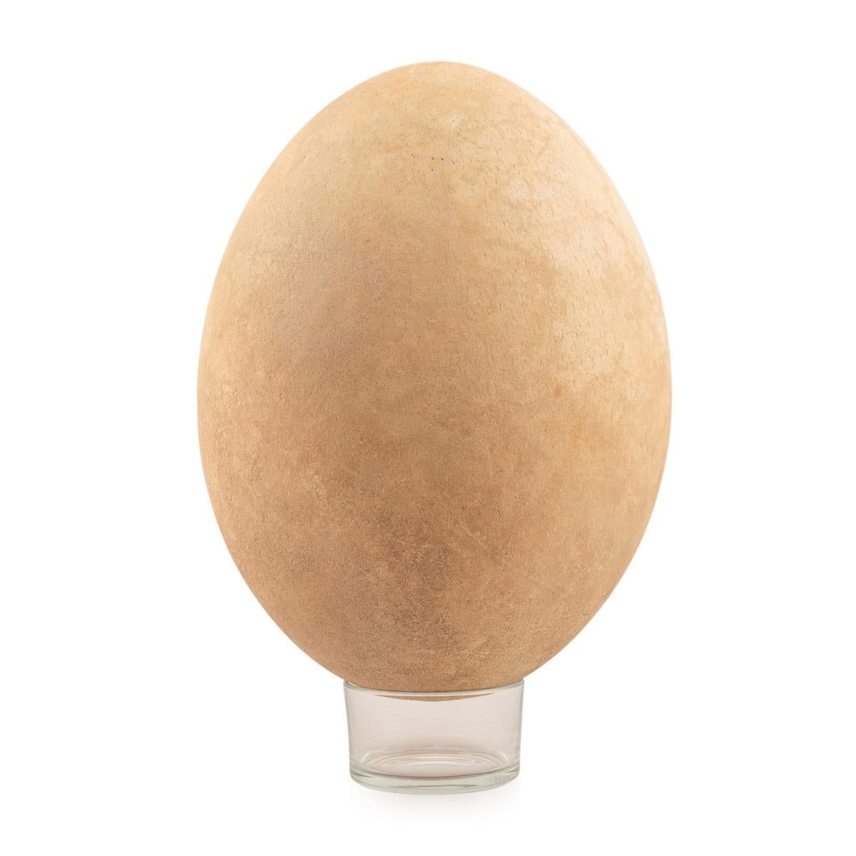 elephant egg