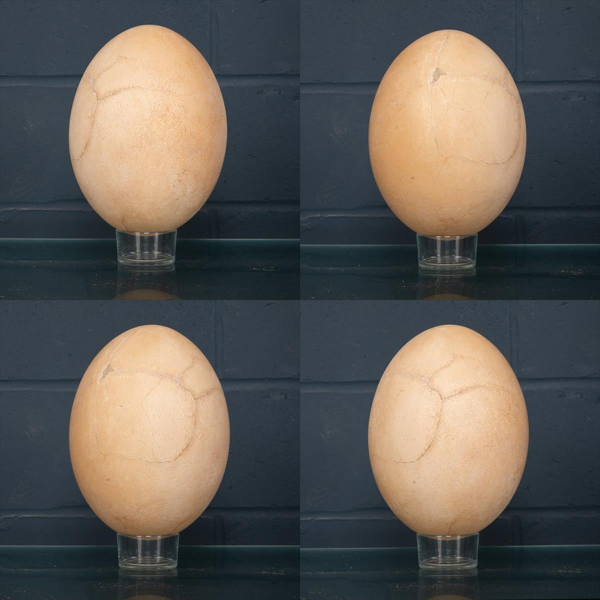 bird egg comparison