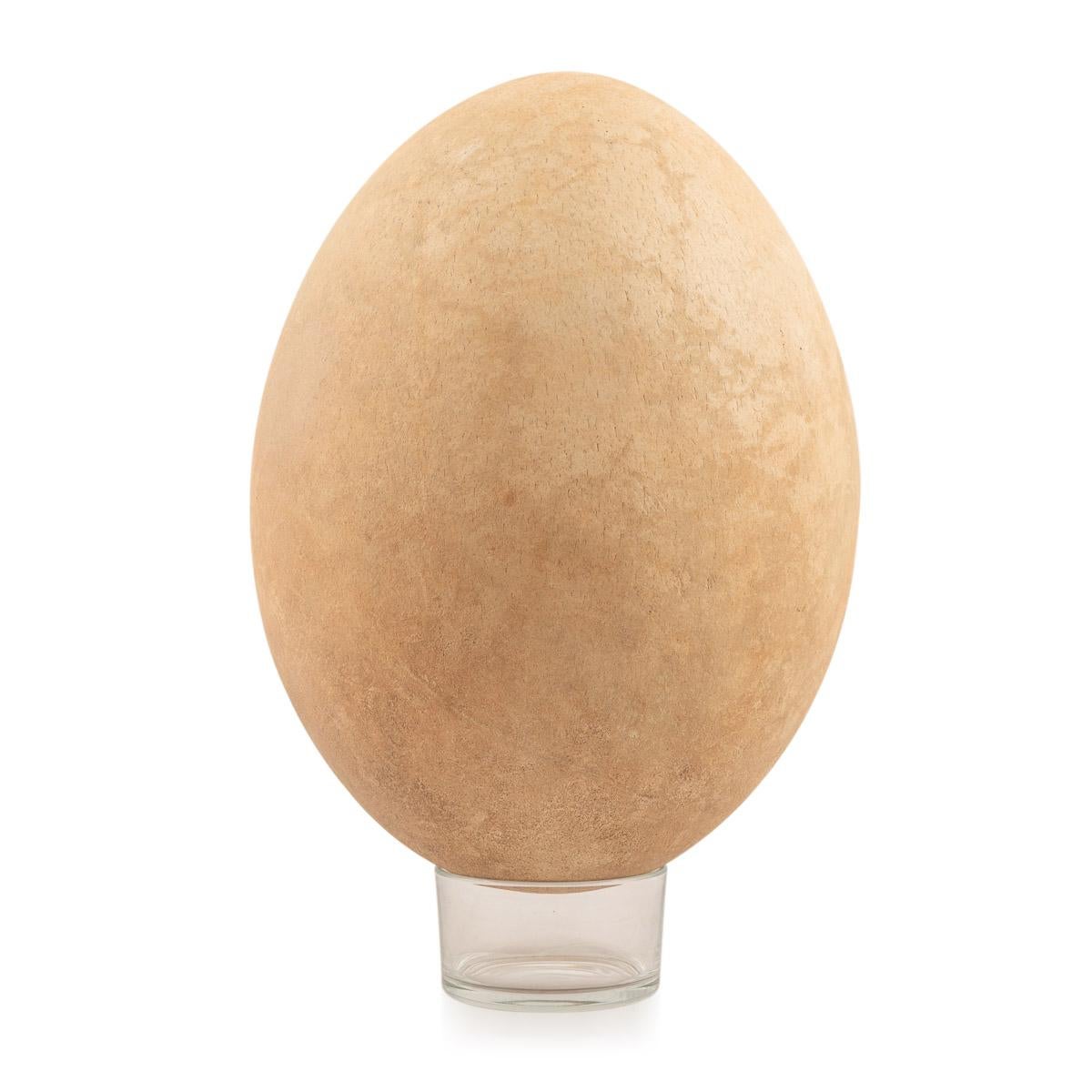 Malagasy Pre-17th Century Extremely Rare & Complete Elephant Bird Egg, Madagascar For Sale