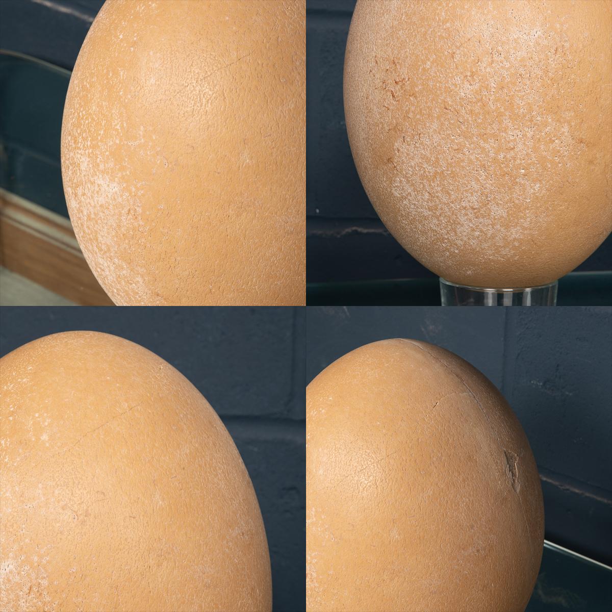 Pre-17th Century Extremely Rare & Complete Elephant Bird Egg, Madagascar In Good Condition For Sale In Royal Tunbridge Wells, Kent
