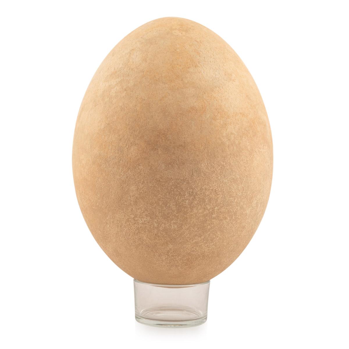 Eggshell Pre-17th Century Extremely Rare & Complete Elephant Bird Egg, Madagascar For Sale