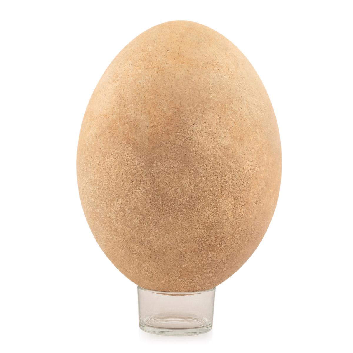 Pre-17th Century Extremely Rare & Complete Elephant Bird Egg, Madagascar For Sale 1