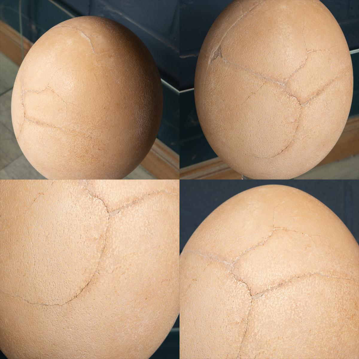 Pre-17th Century Extremely Rare & Complete Elephant Bird Egg, Madagascar For Sale 1