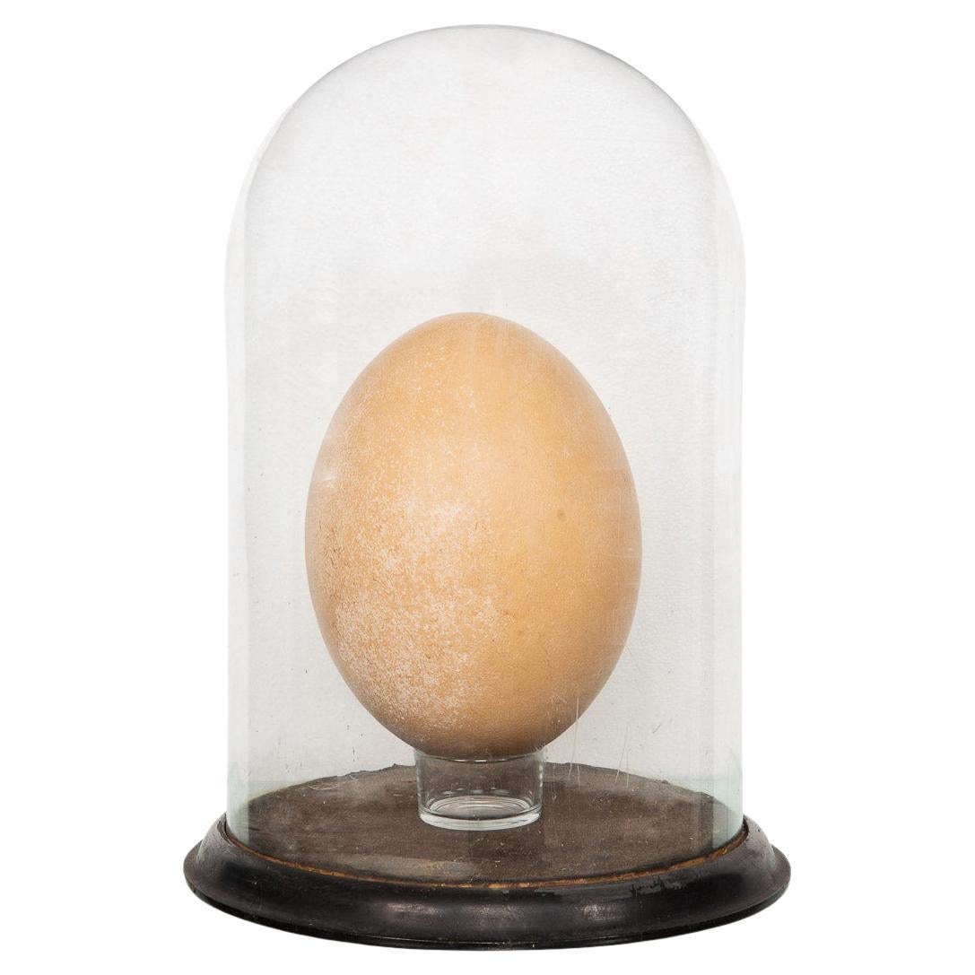 Pre-17th Century Extremely Rare & Complete Elephant Bird Egg, Madagascar For Sale