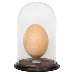 Pre-17th Century Extremely Rare & Complete Elephant Bird Egg, Madagascar