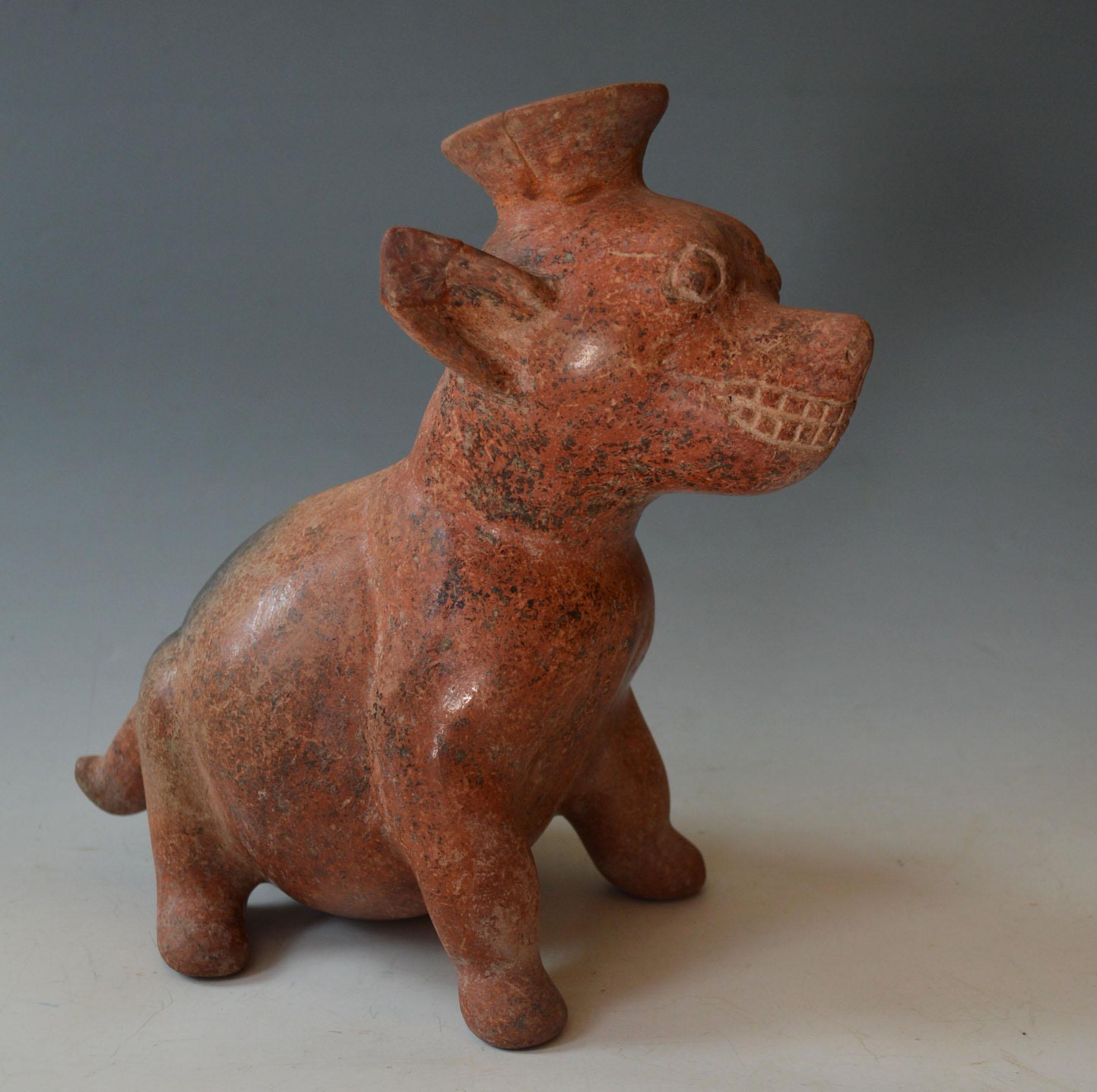 Fait main Ancien chien de Colima précolombien du Mexique occidental, antiquités d'Amérique latine en vente