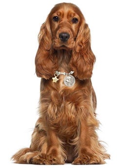 Precious Paws Collection Sterling Silver Gold Diamond Star Dog Coin Bone Collar