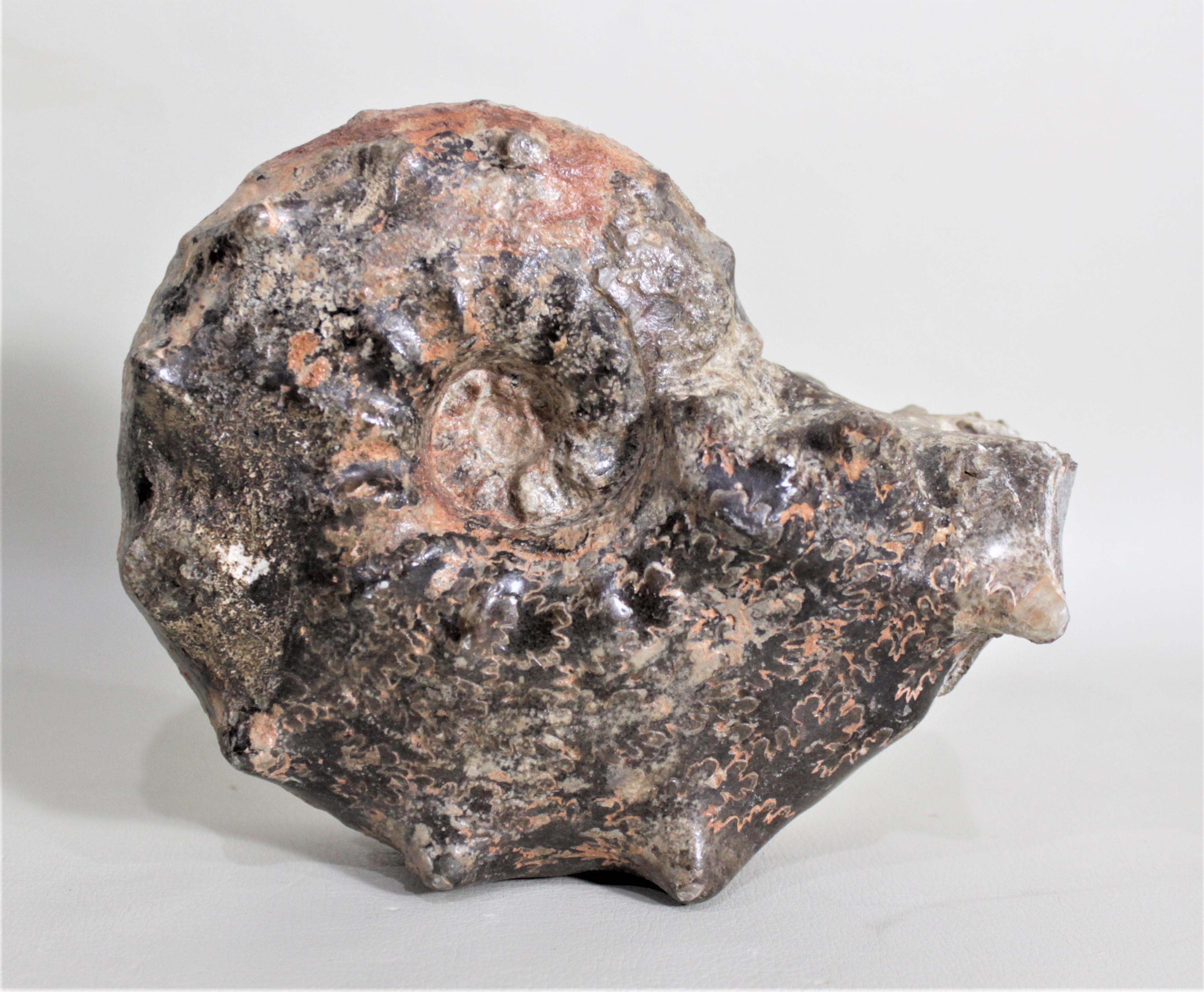 Dieser prähistorische, versteinerte Ammonit stammt wahrscheinlich aus Madagaskar und ist Tausende von Jahren alt. Dieses Fossil ist freistehend und kann als einzigartiges Designelement in Form einer Skulptur aus Naturmaterial oder als