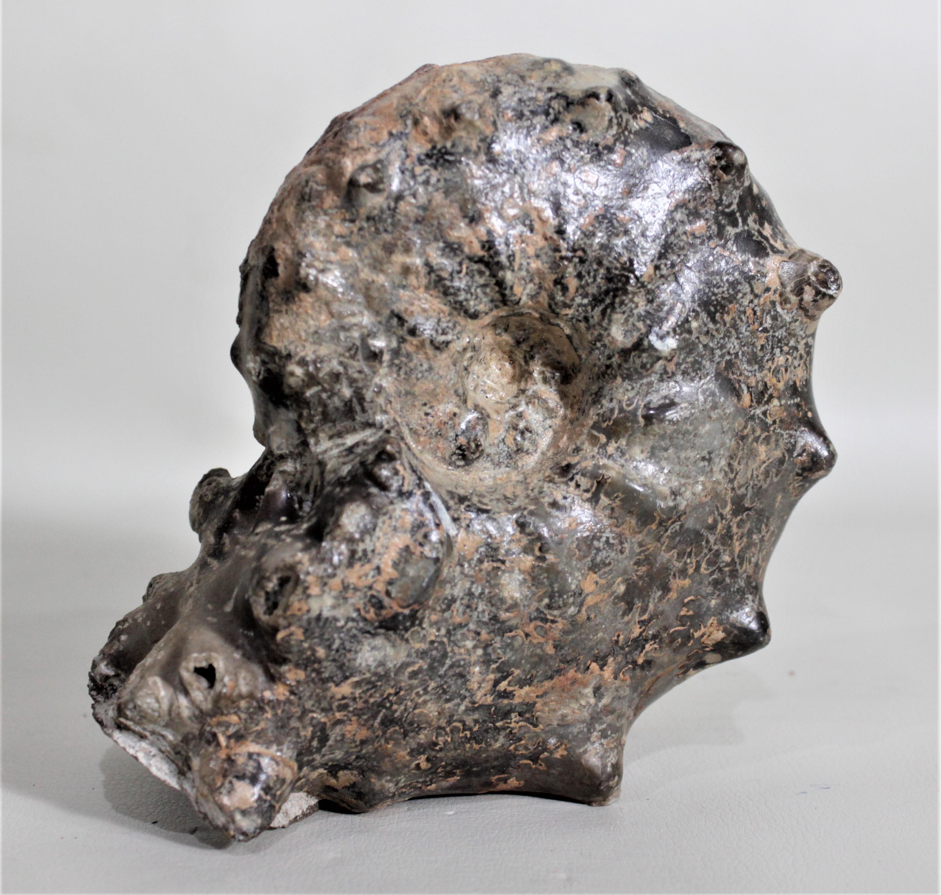 Polished Prehistoric Ammonite Fossil or Natural Specimen For Sale