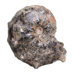 Ammonite preistorica fossile o campione naturale