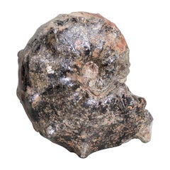 Ammonite préhistorique ou spécimen naturel