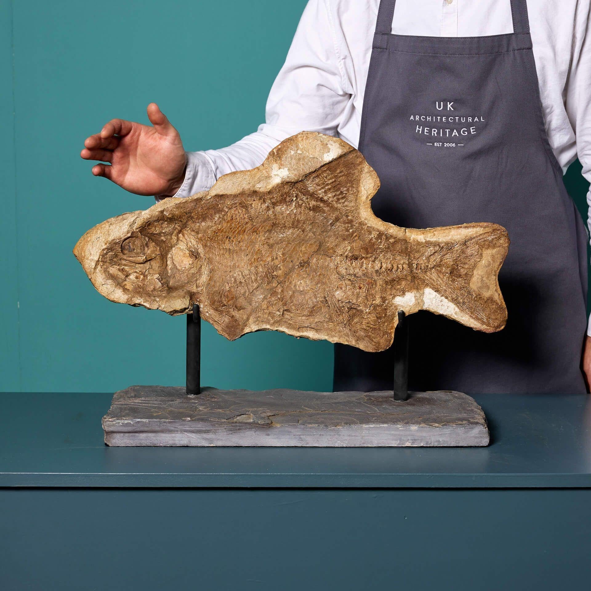 Questo raro esemplare fossile di Brannerion, un pesce preistorico, è un reperto impressionante proveniente da un'ex collezione privata britannica.

Si ritiene che provenga dal Brasile, questo esemplare di pesce fossile preistorico ha più di 110