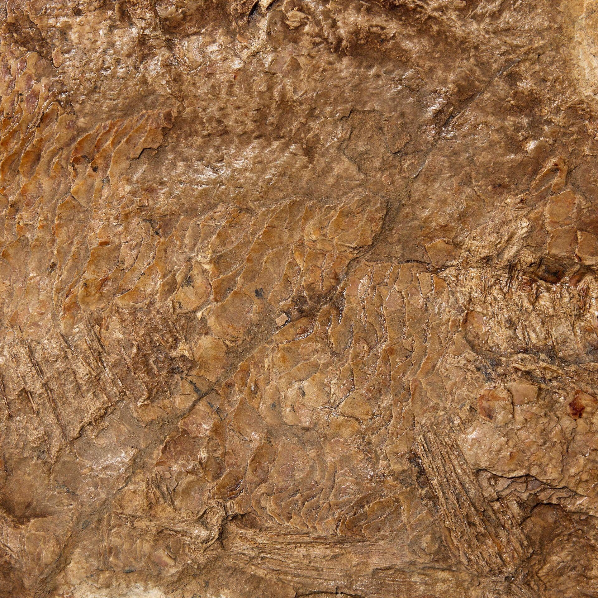 Specie di pesce fossile preistorico Brannerion In condizioni discrete in vendita a Wormelow, Herefordshire