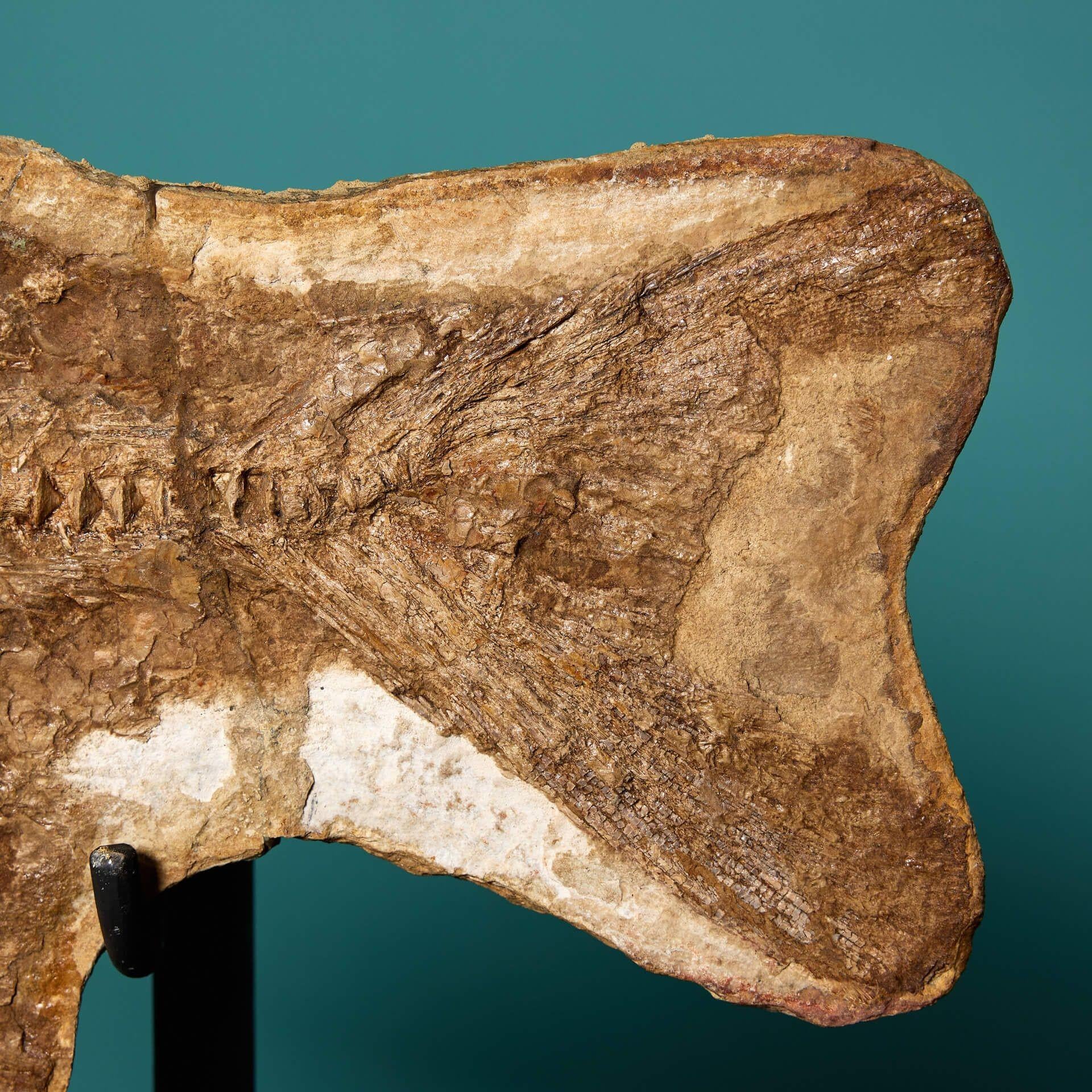 Fino al XVIII secolo Specie di pesce fossile preistorico Brannerion in vendita