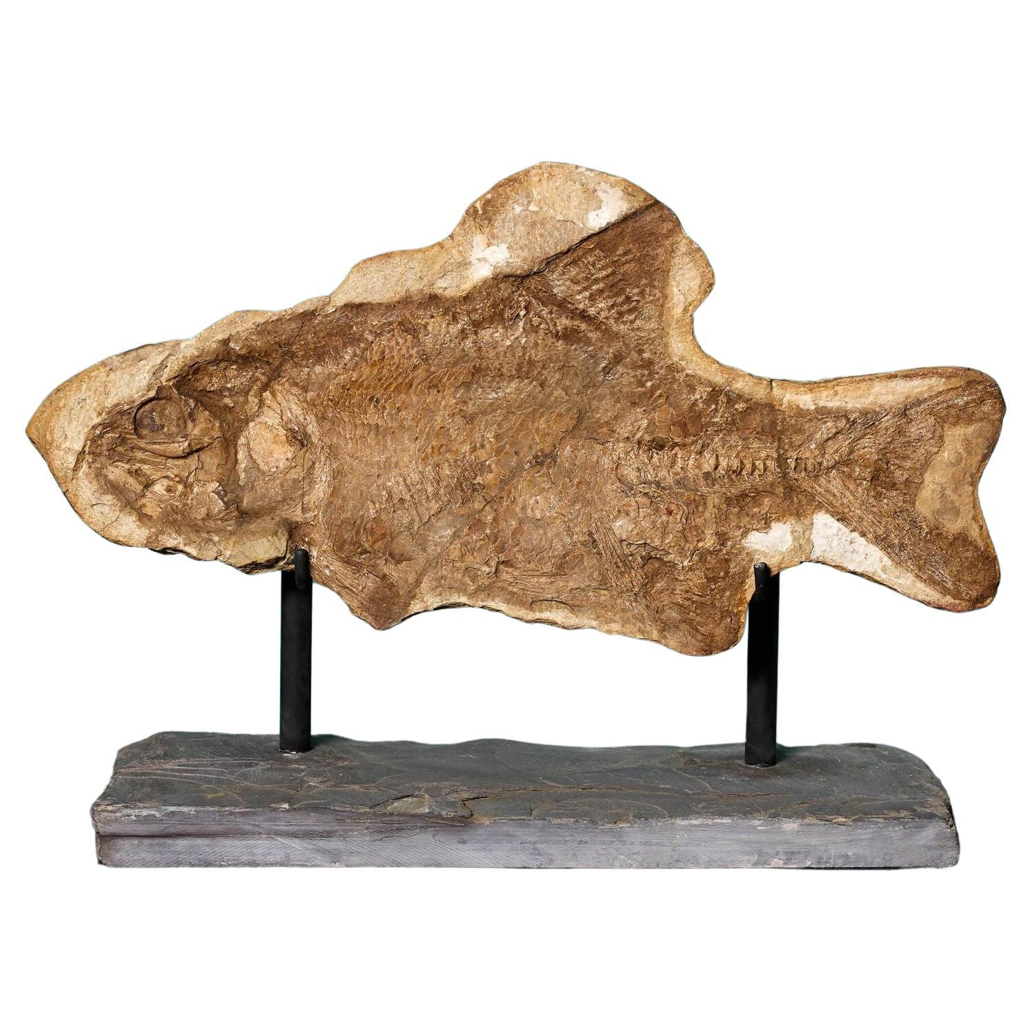 Espécimen de pez fósil Brannerion prehistórico