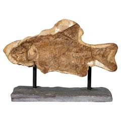 Prehistoric Brannerion Fossil Fish Specimen