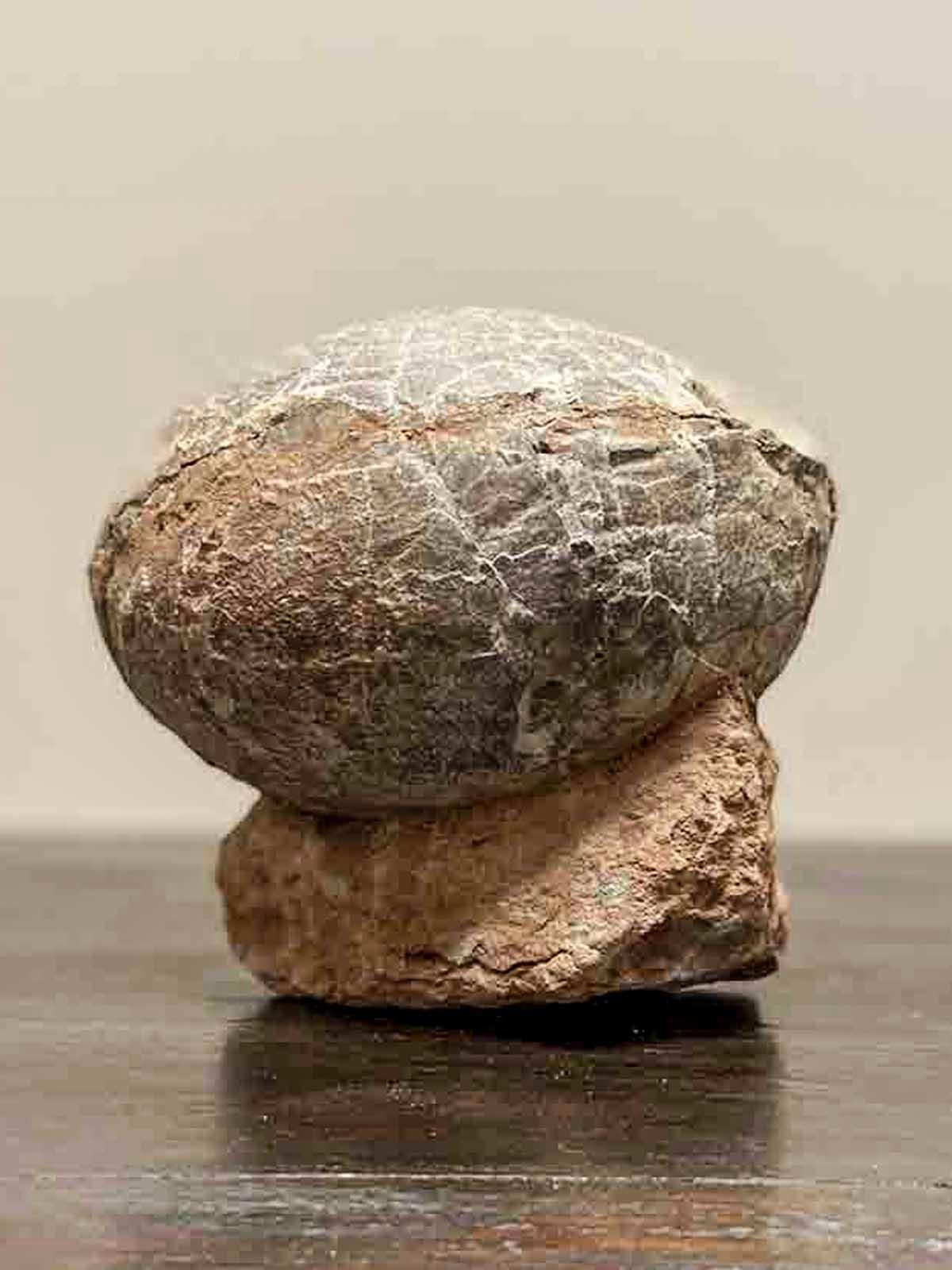 Prehistoric Chinese Petrified Dinosaur Egg with Cracked Surface 4