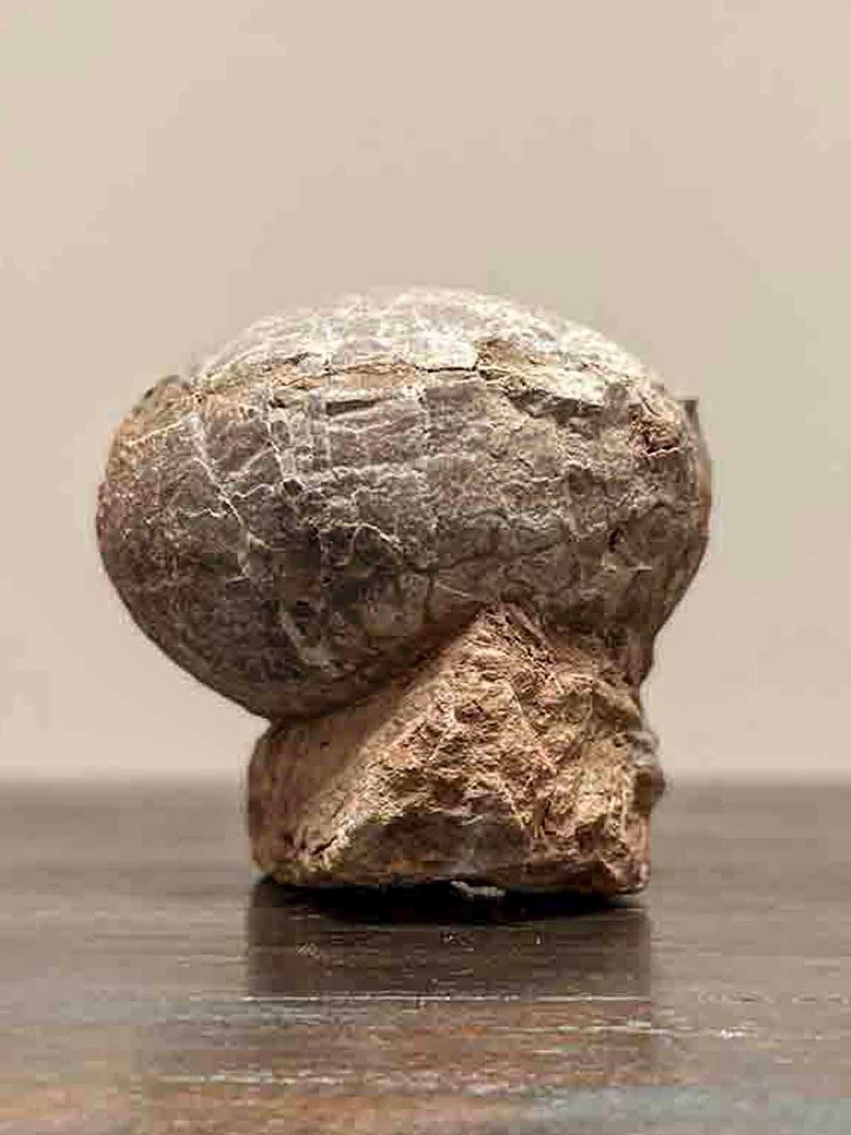 Prehistoric Chinese Petrified Dinosaur Egg with Cracked Surface 5