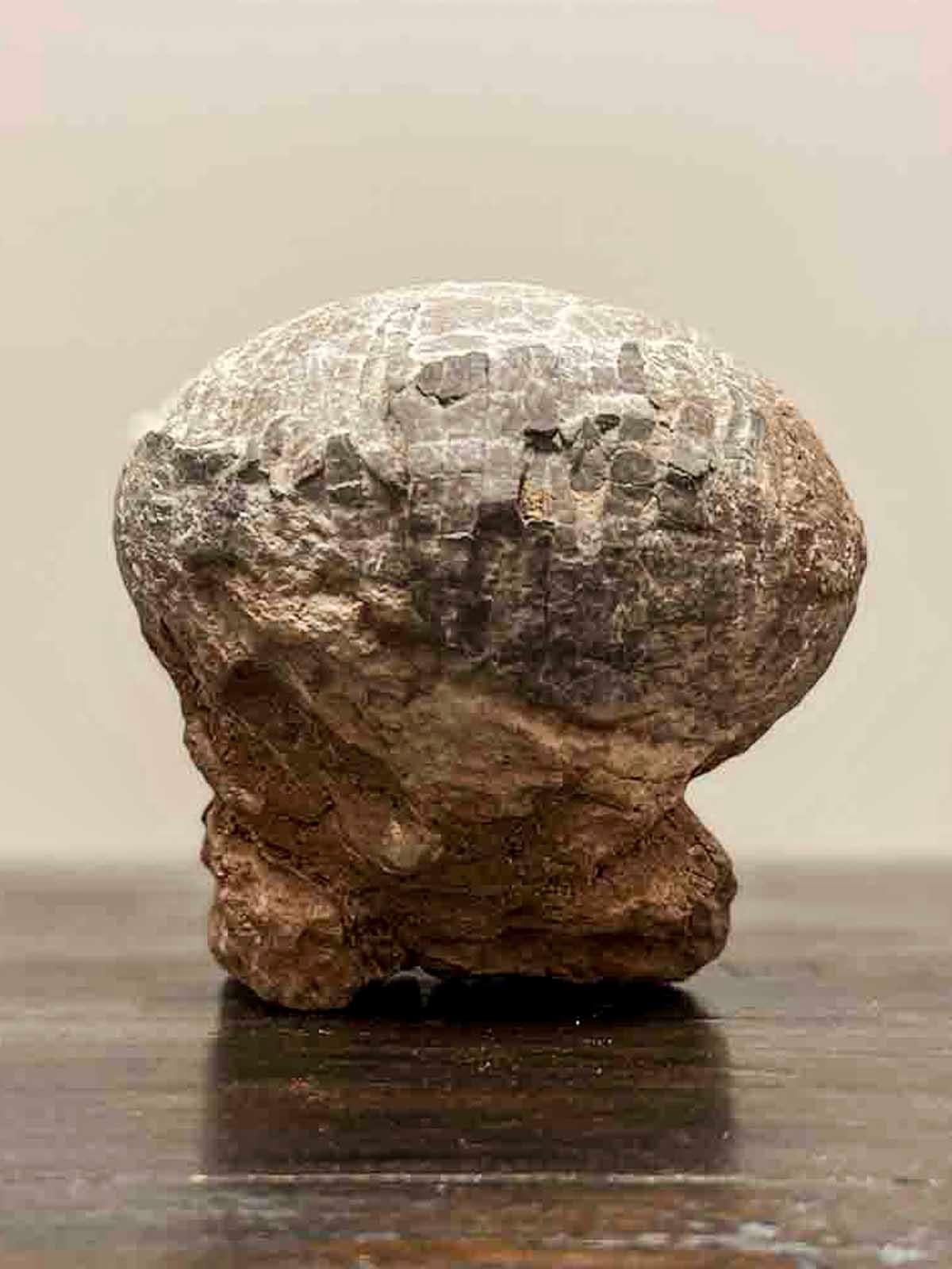 Prehistoric Chinese Petrified Dinosaur Egg with Cracked Surface 9