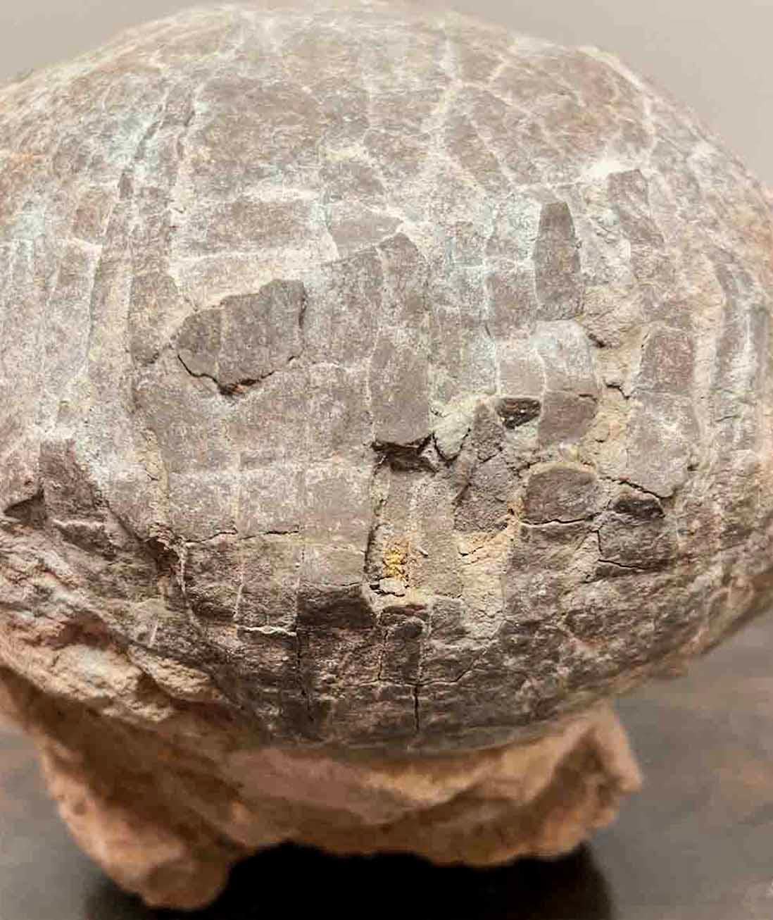 Prehistoric Chinese Petrified Dinosaur Egg with Cracked Surface 13