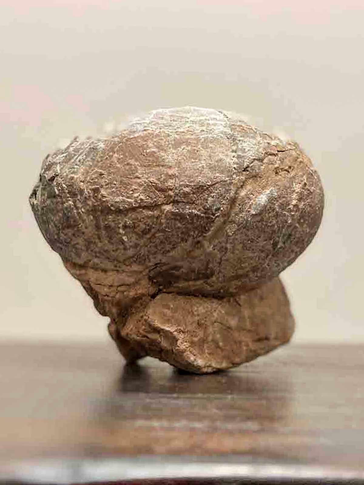 Prehistoric Chinese Petrified Dinosaur Egg with Cracked Surface 2